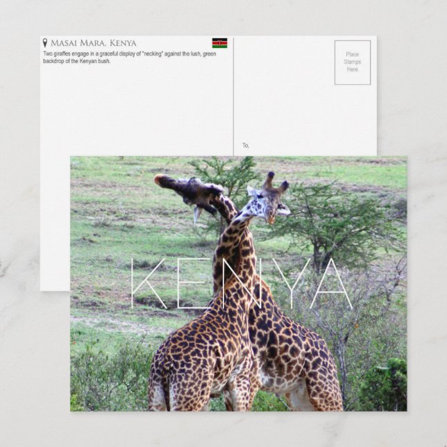Girafes dans le Masai Mara, Kenya Carte postale de (Devant / Derrière)