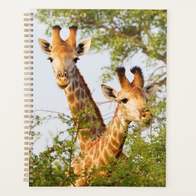 Girafes dépassant de la végétation (Devant)