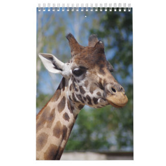 Girafes du calendrier