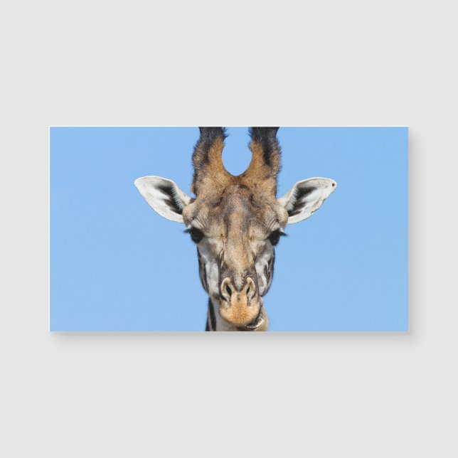 Giraffe (Devant)