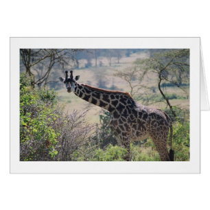Giraffe avec cou étendu