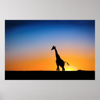 Giraffe dans le Kalahari central Poster DE 8.60