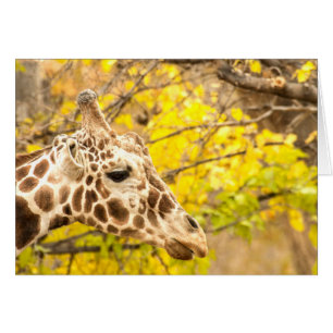 Giraffe et feuille