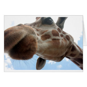 Giraffe extrême