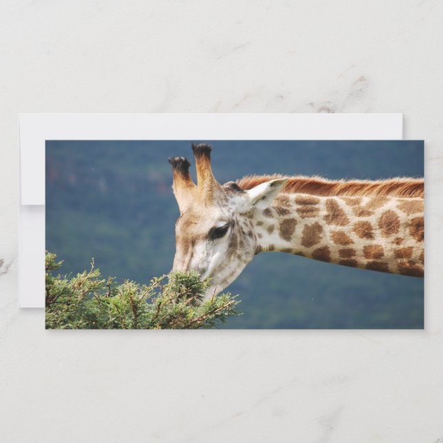 Giraffe mangeant un peu de feuille (Devant)