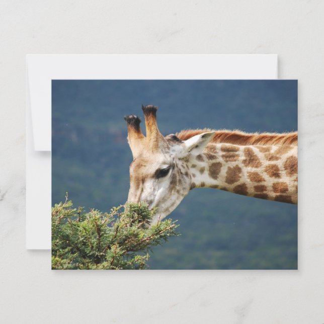 Giraffe mangeant un peu de feuille (Devant)