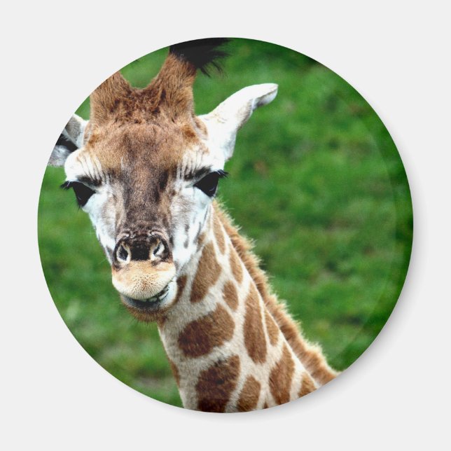 Giraffe Photo Magnet rond (Devant)