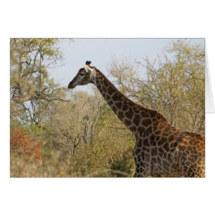 Giraffe sud-africaine
