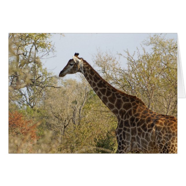 Giraffe sud-africaine (Devant horizontal)