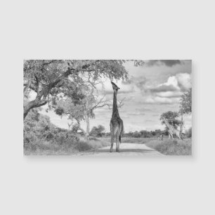 Giraffe sur la route