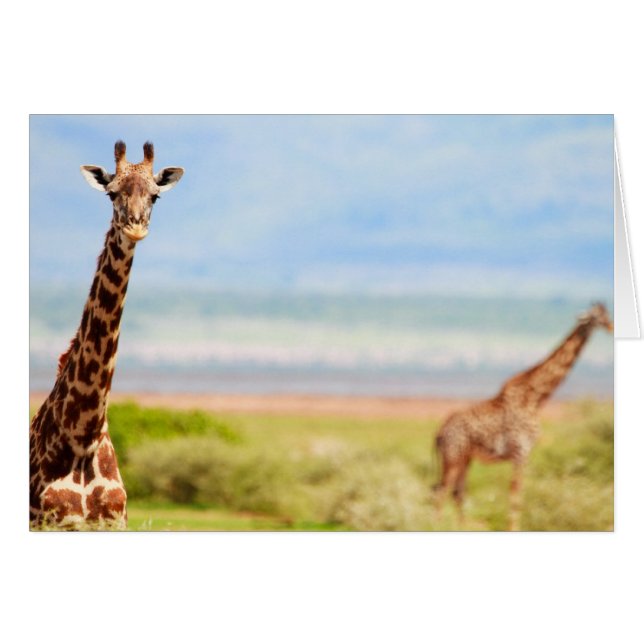 Giraffes (Devant horizontal)