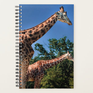 Giraffes