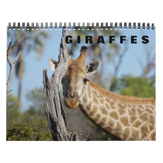 GIRAFFES a Calendrier 2019 (Protection)