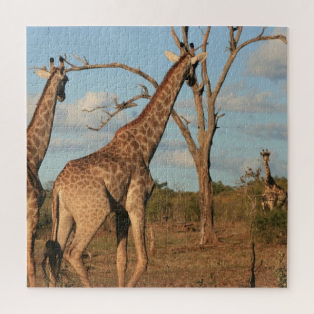 Giraffes Puzzle 20" x 20" (Vertical)