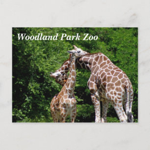 Giraffes @ Woodland Park Zoo Cartes postales