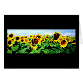 Gisement de tournesol