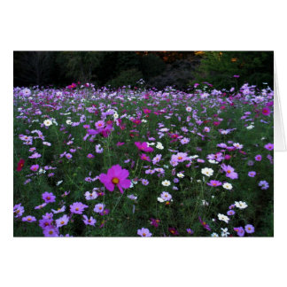 Gisement de Vide-Cosmos