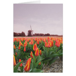 Gisement et moulin à vent de fleur de tulipe