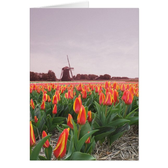 Gisement et moulin à vent de fleur de tulipe (Devant)