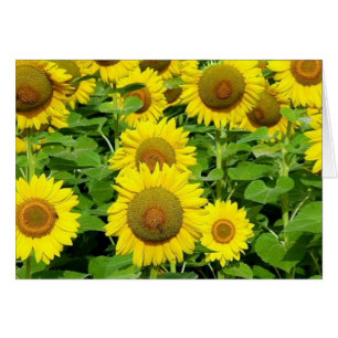 Gisements de tournesol