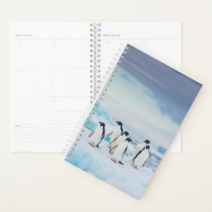 Glace et neige Adelie Penguins Antarctique