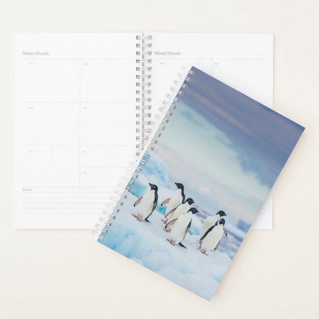 Glace et neige | Adelie Penguins Antarctique (Devant avec enveloppe)