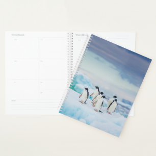 Glace et neige   Adelie Penguins Antarctique