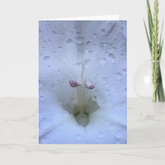 Gladioli, carte (Devant)