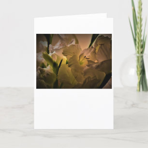 Gladioli, carte
