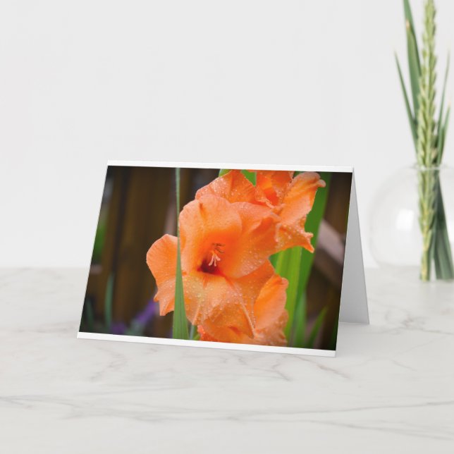 Gladioli, carte (Devant)