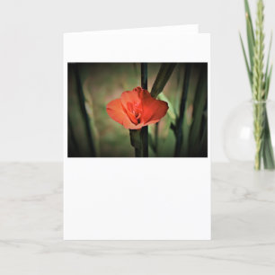 Gladioli, carte