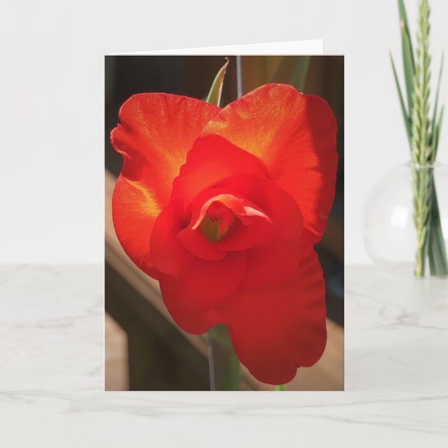 Gladioli, carte (Devant)
