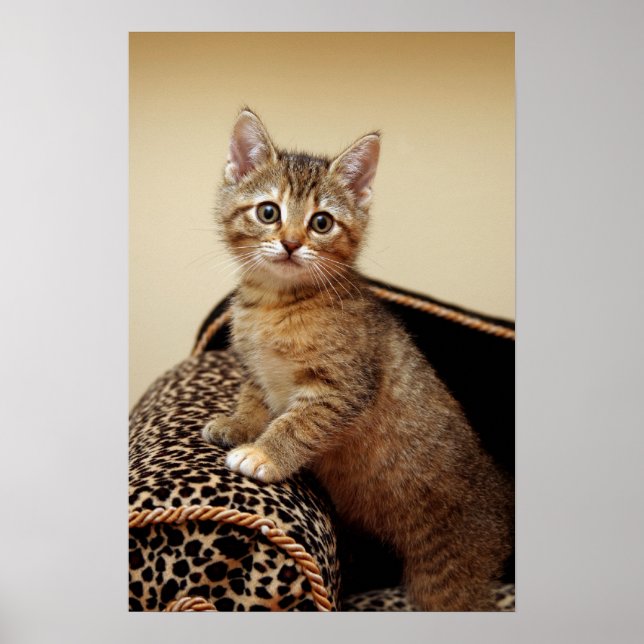 Glamour Girl Poster (Devant)