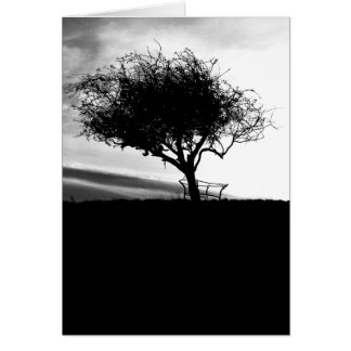 Glastonbury Hawthorn. Arbre. Noir et Blanc.