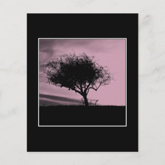 Glastonbury Hawthorn. Arbre sur Hill. Rose, Noir.