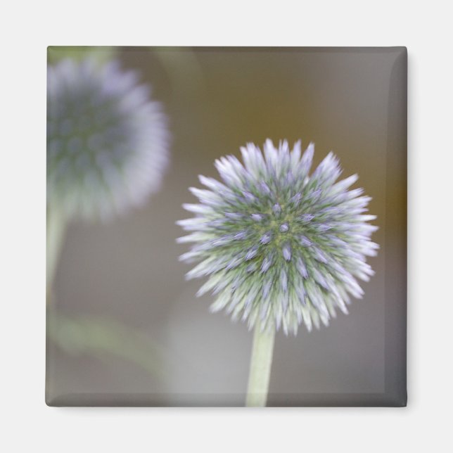 Globe Thistle Magnet (Devant)