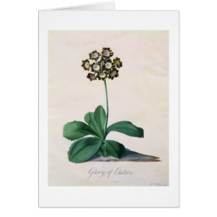 Gloire de Chilton (gouache sur le vélin)