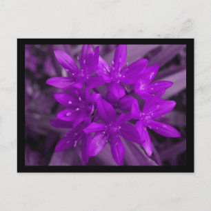 Gloire De La Carte Postale Violet De Neige
