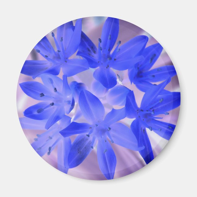 Gloire De La Neige Chocking Magnet Bleu (Devant)