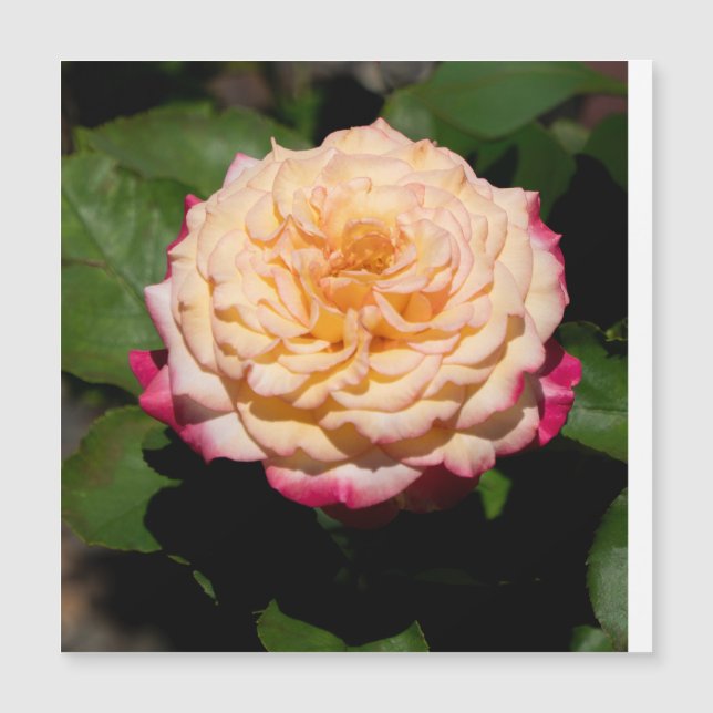 Gloire de la rose (Devant)
