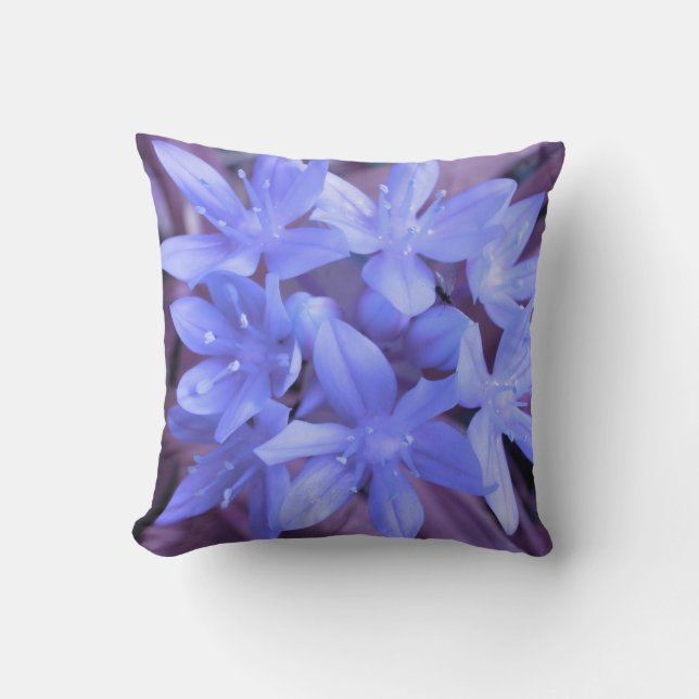 Gloire du Coussin bleu neige (Recto)