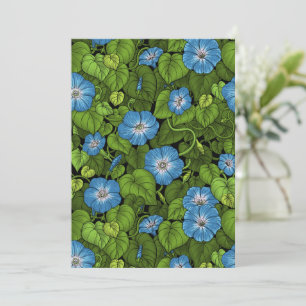 Gloire du matin en bleu et vert