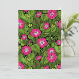 Gloire du matin en rose et vert