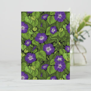 Gloire du matin en violet et vert