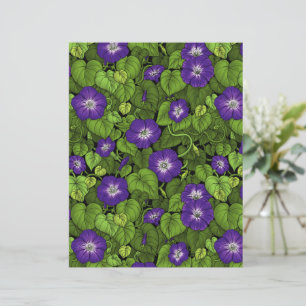 Gloire du matin en violet et vert