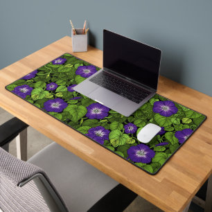 Gloire du matin en violet et vert