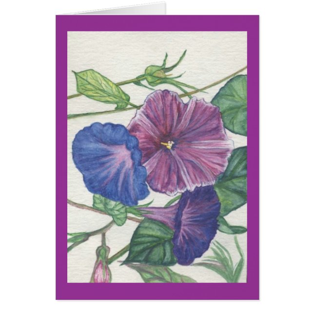 gloires de matin (Devant)