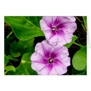 Glories du matin @ Krabi Card