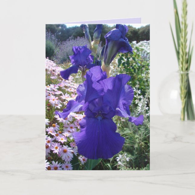 Glorieux violet Iris photo Floral carte d'annivers (Devant)