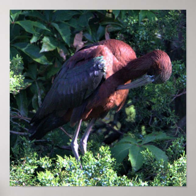 Glossy Ibis  Poster (Devant)